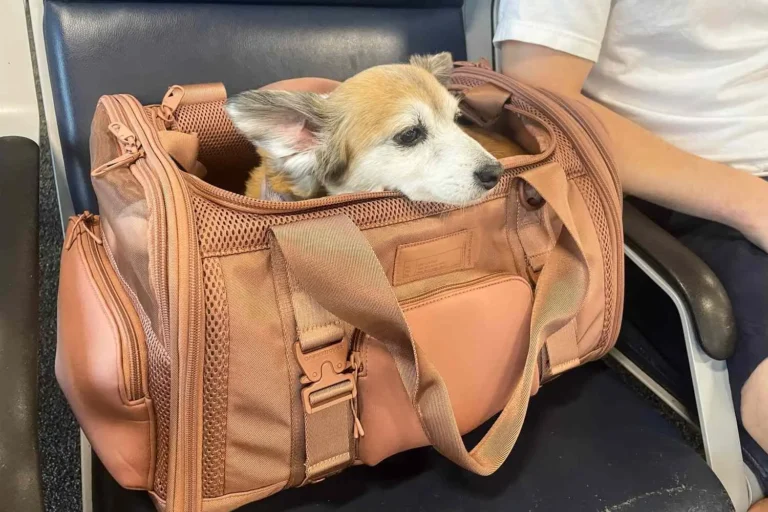 Bringing pets to Spain for a new life on the Costa del Sol dog in pet carrier on airplane - moving to spain with pets