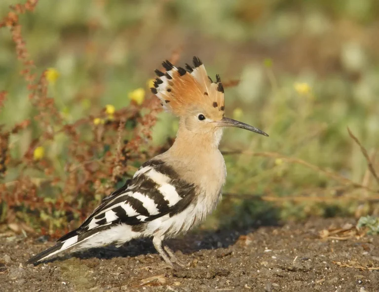 Bird watching in Benahavís