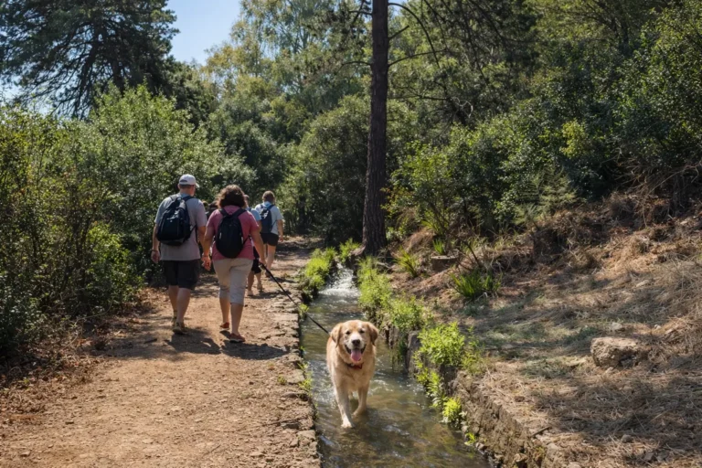 Dog enjoying pet-friendly living in Benahavís and Marbella