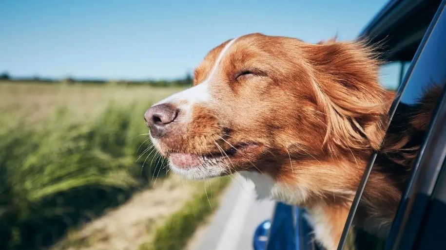 Travelling with pets between Spain and UK by car with a dog at the window